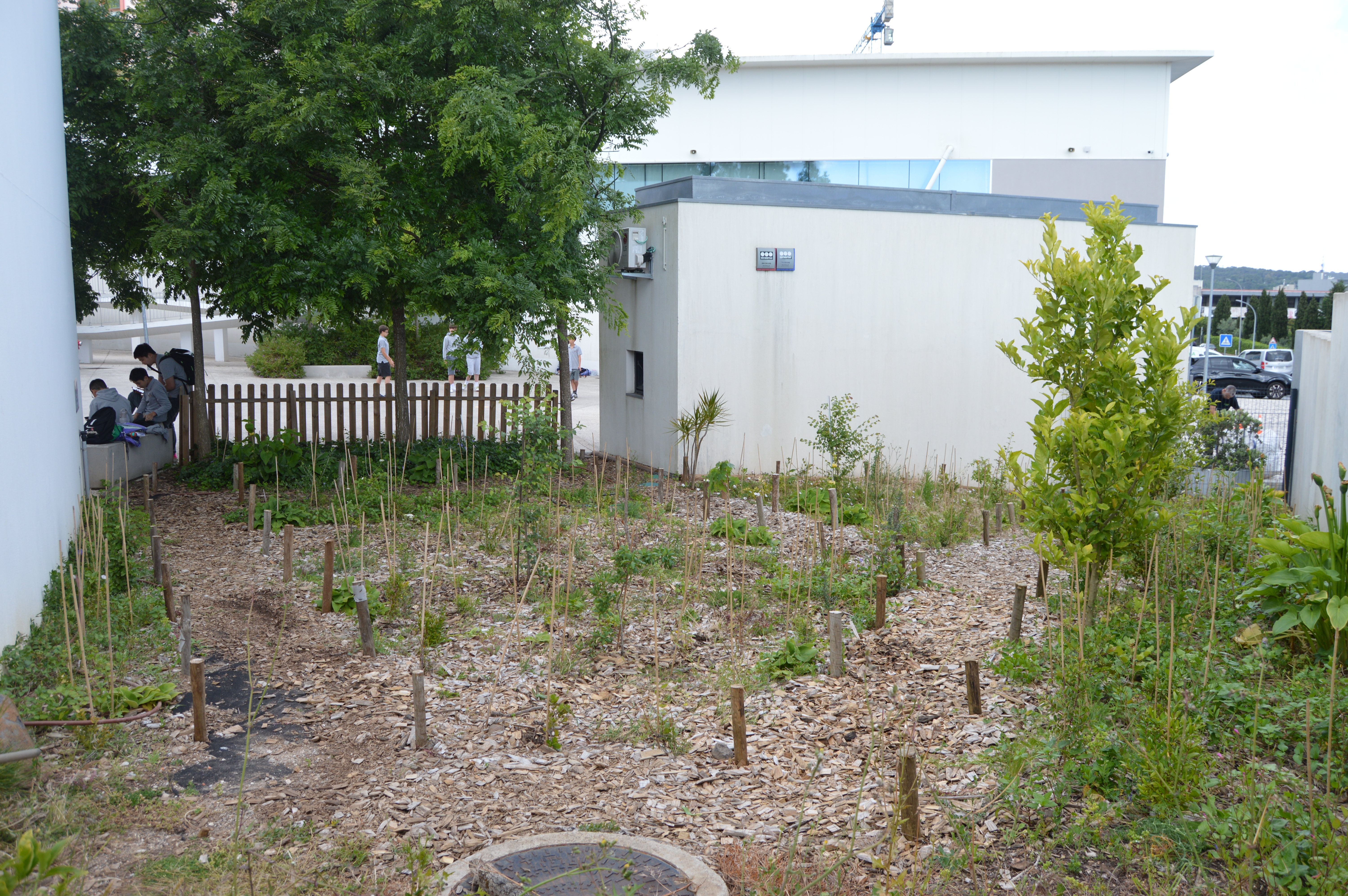 Floresta em Alfragide